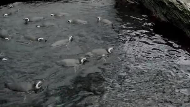 Molti Simpatici Pinguini Nuotano Acqua Tuffano Sott Acqua Nello Zoo — Video Stock