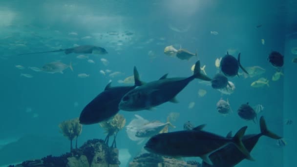 Muitos Peixes Diferentes Nadam Água Aquário Gigante Close Peixes Marinhos — Vídeo de Stock