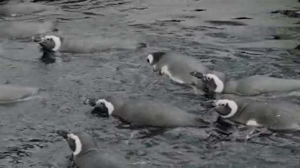 许多有趣的企鹅在动物动物园的水里游泳 可爱的水生动物 自然保护区的幼小企鹅 — 图库视频影像