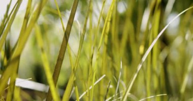 Bulanık bir arka planı olan uzun çimenlerin yakın çekimini gösteren bir görüntü, doğal otlaktaki karasal bitkilerin güzelliğini gözler önüne seriyor.
