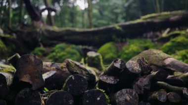 Ormandaki yosunlarla kaplı tahta kütüklere yakın çekim. Yağmur ormanlarında kesilen ağaç gövdelerine odaklan. Dışarıda yakacak odun yığını