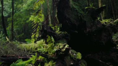 Ağaç gövdesine yakın çekim. Yağmur ormanlarında nemli iklimle kaplı yosunlar. Ormanda yetişen yeşil yapraklı eğreltiotu bitkisi. Doğa arkaplanı