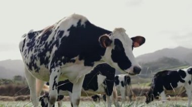 Başka bir sığırla otlakta otlanan ineklere yakın çekim. Çiftlik arazisindeki yeşil çayırlarda otlayan çiftlik hayvanları.