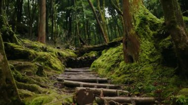 Yosunlu orman ve ağaç basamakları manzaralı. Esrarengiz bir yer, orman merdivenleri yaz mevsiminde yeşil yağmur ormanlarında 