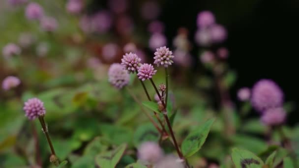Detailní Záběr Krásné Malé Květiny Rostoucí Parku Venku Selektivní Zaměření — Stock video