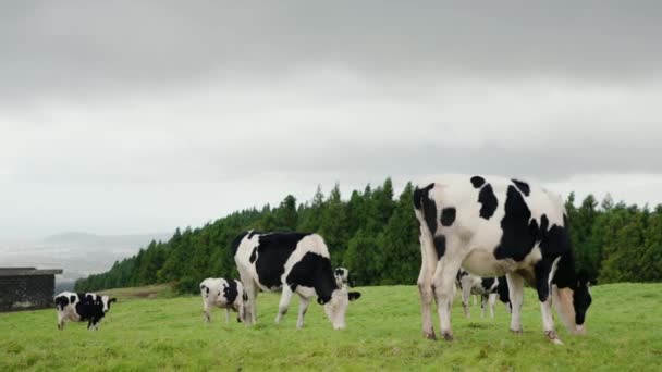 Weide Der Kuhherde Auf Dem Bauernhof Vieh Weidet Sommertagen Auf — Stockvideo