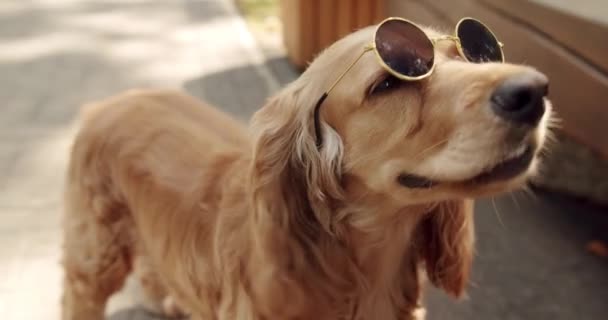 Zbliżenie Mięsożernego Psa Futrem Pyskiem Okularach Przeciwsłonecznych Ten Towarzysz Pies — Wideo stockowe