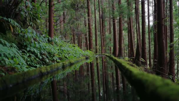 Szcenikus Táj Trópusi Erdőben Zöld Növények Fák Levada Tükörképpel Vízcsatorna — Stock videók