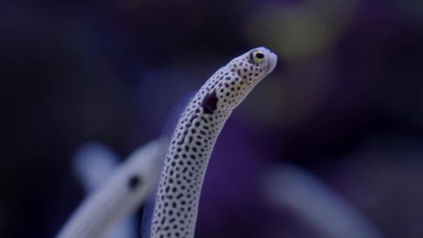 Gros Plan Sur Anguille Jardin Tachetée Dans Aquarium Drôle Animal — Video