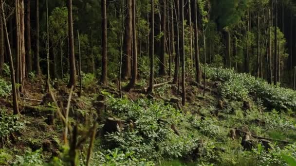 Вид Лес Зелеными Деревьями Растениями Летом Природа Живописный Пейзаж Пышных — стоковое видео