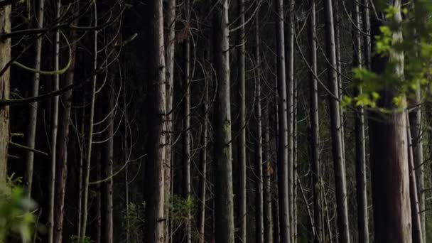 Troncos Árboles Bosque Anochecer Paisaje Natural Árboles Con Ramas Oscilantes — Vídeo de stock