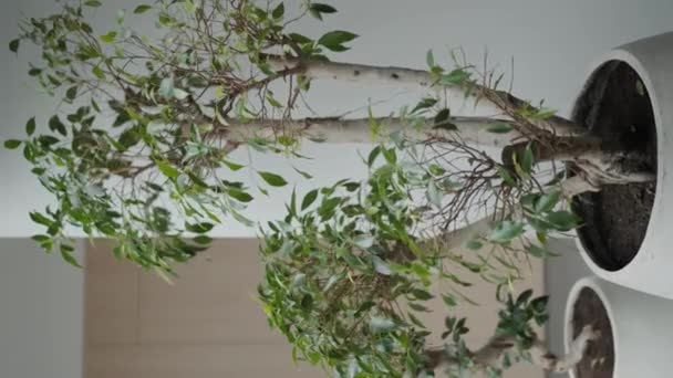 Красиве Маленьке Дерево Білому Горщику Світлій Кімнаті Білими Стінами Мінімалістичний — стокове відео
