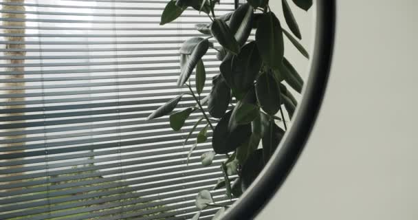 ラウンドミラーに部分的に反射するゴム製植物を示す審美的なイメージは 背景に白いブラインドと日光を含みます ラウンドミラーを通して見たゴムプラントとホワイトブラインド — ストック動画