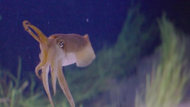 Closeup Cuttlefish Swimming Water Giant Aquarium Exploring Marine Life Oceanarium — Stock Video