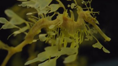 Akvaryumda yüzen yapraklı deniz ejderhasına yakın çekim. Oceanarium 'daki komik balık ya da deniz hayvanı. Sualtı dünyası konsepti.