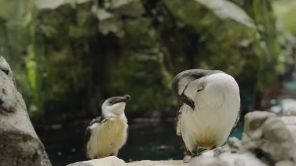 屋外の水の近くの石の上に座っている殺人鳥のクローズアップ 海洋水族館の小さな海鳥とギレモットの親 — ストック動画