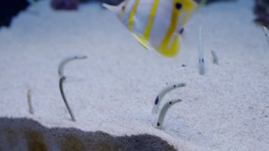 Kumdan sarkan benekli bir yılan balığı ve akvaryumda yüzen balıklar. Oceanarium 'daki komik deniz hayvanı. Su altı dünyası 