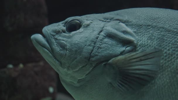 Närbild Fisk Som Simmar Vatten Oceanarium Marint Liv Havsdjursarter — Stockvideo