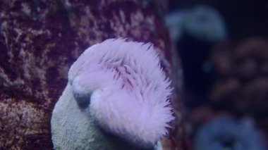 Okyanuslardaki deniz şakayıklarına yakın çekim. Aktinia okyanusta yırtıcı bir hayvandır. Deniz altı dünyası.