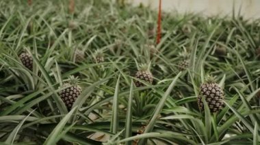 Portekiz 'deki büyük bir ananas çiftliğinin manzarası. Olgun ananaslar yoğun yeşil yapraklara gömülmüş..