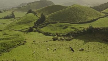 Portekiz 'in sakin kırsalında yumuşak güneş ışığıyla vurgulanmış otlayan sığırları olan yuvarlanan yeşil tepelerin yemyeşil manzarası. Portekiz kırsalında Yeşil Tepeler ve Otlayan Sığırlar