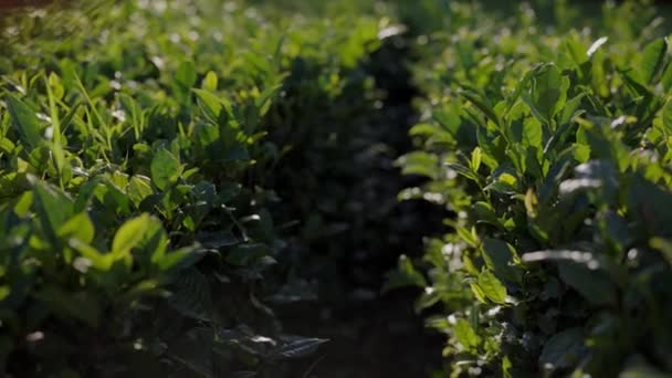 Ранним Утром Солнечный Свет Каскадов Над Живой Чайной Плантации Португалии — стоковое видео