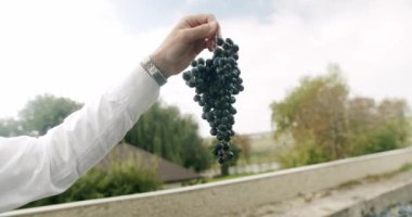 Çiftçi eli güzel siyah bir üzüm gösteriyor. Mavi üzümler toplandı ve şarap yapmaya hazır. Zaman Şarabı Hasat Ediyor. Şarap üretimi, şaraphane ve şarap üretimi.