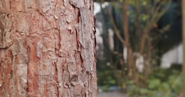 Image Captures Detailed Texture Tree Bark Blurred Background Featuring Hint — стоковое видео