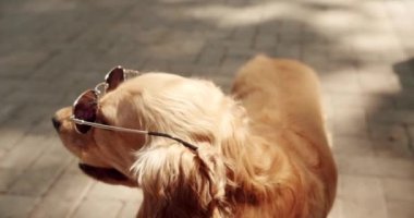 Güzel köpek güneşsiz güzel poz verir. Mutlu köpek yazın, güzel kahverengi saçlı bir köpek sokakta oturuyor. Hafta sonu pikniği İngiliz cocker spaniel açık havada dinleniyor..