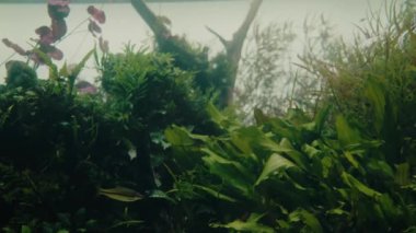 Berrak sualtı sahnesinde yemyeşil su bitkileri ve canlı balıklar huzur içinde yüzüyor. Doğa, sükunet ve sualtı ekosistem kavramları için idealdir. Balıkların ve bitkilerin sualtı görüntüsü