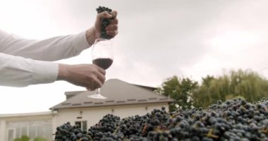 Mavi üzümler toplandı ve şarap yapmaya hazır. Sonbahar Şarabı Hasat Yapıyor. Şarap imalatı, şaraphane ve şarap üretimi. Çiftçilerin elleri bir bardak kırmızı şaraba güzel bir üzüm sıkıyor..