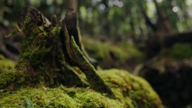 Yoğun bir ormanda yosunlu bir ağacın gövdesine yakın çekim, doğal dokulara ve yeşilliğe odaklanma. Güneşli bir günde, yemyeşil ormandaki yosunlu ağaç kütüğüne yakın çekim