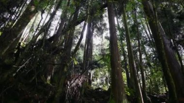 Portekiz 'deki Yoğun Orman Ağaçları' ndan Görkemli Güneş Işığı Filtresi. Portekiz 'de uzun ağaçlar ve dallardan süzülen güneş ışığıyla dolu yoğun bir orman huzurlu ve huzurlu bir atmosfer yaratıyor..