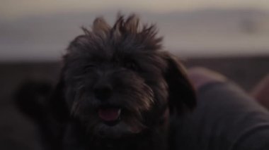 Gün batımında kumsalda dinlenen sevimli, tüylü bir köpek sükunet ve dostluk anı yakalıyor. Hayvan sevgisi, doğa ve rahatlama temaları için ideal..