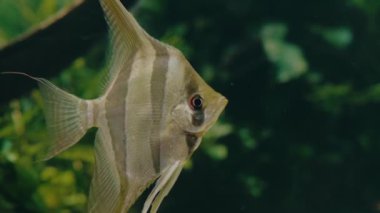 Lush Green Plant Fonu ile Akvaryumda Yüzen Melek Balığı. Yumuşak yeşil bitkilerle dolu bir akvaryumda zarif bir şekilde yüzen narin bir melek balığının yakın çekimi, sakin bir sualtı sahnesi yaratır..