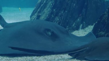 Kayaların ve çakıl taşlarının yanında zarif bir şekilde yüzen büyük bir vatozun detaylı sualtı görüntüsü deniz yaşamını doğal ortamında tasvir ediyor. Akvaryumun mavi sularında yüzen vatoz manzarası