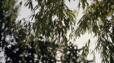 Güneşli okaliptüs yapraklarının sakin manzarası. Gün ışığında ağaçların arka planının bulanık olması. Doğa temaları için mükemmel. Okaliptüs Dalları Sunlit Açık Hava Ayarlarında Asılı