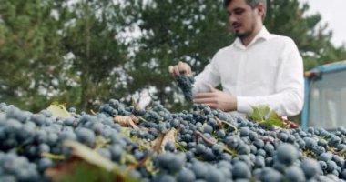 Büyük bir kare kapasitede toplanan bir sürü mavi üzüm vardır. Çiftçi güzel bir üzüm seçer ve gösterir. Mavi üzümler toplandı ve şarap yapmaya hazır. Şarap üretimi, şaraphane ve şarap üretimi