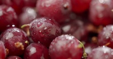 Su damlacıklarıyla parlayan taze kırmızı üzümlerin detaylı görüntüsü, sulu dokuları ve canlı renkleri vurgulanıyor. Tazelik, beslenme ve sağlıklı yemek temaları için mükemmel. Kırmızı Bektaşi üzümü