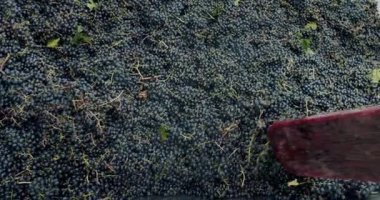 Üzüm hasadı. Üzümü basınla sıkıştır. Şaraphanedeki Üzüm Kabuğu 'nu kırmızı üzümlerle yapıyorum. Şaraphanede üzüm ezen bir ezici. Şarap yapma süreci.