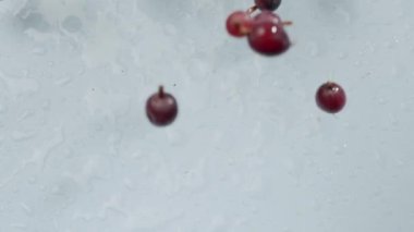Islak bir yüzeye su damlacıklarıyla serpiştirilmiş taze kırmızı bektaşi üzümleri, canlı renklerini ve dokularını ön plana çıkarıyor. Taze kırmızı akıntı Islak Yüzeye Su Damlalarıyla Sıçrıyor