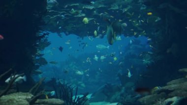 Bu görüntüyle okyanusun derinliklerine dalın. Mercan resif mağarasında yüzen tropikal balıkları gösterin. Egzotik deniz yaşamı ve renkli balıklar sualtı cenneti yaratır..