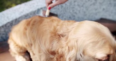 Kadınlar köpeği tarak ile taradılar. Mutlu Köpek yaz zamanı, hafta sonu pikniği. Güzel kahverengi saçlı bir köpek caddede oturuyor. Cocker Spaniel parkta, İngiliz cocker spaniel dinleniyor.