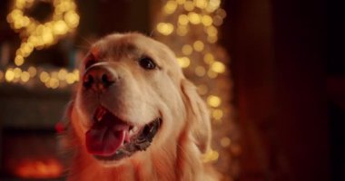 Noel için dekore edilmiş rahat evdeki köpek av köpeğine yakın çekim. Bokeh arka planında sevimli Labrador köpeği. Sevimli hayvan evcil. Yeni yıl tatili için bekliyorum.
