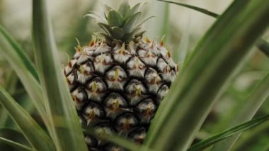 Canlı yeşil yapraklara yuva yapmış, doğal büyüme ve taze üretimi ön plana çıkaran olgun bir ananasın ayrıntılı bir görüntüsü.