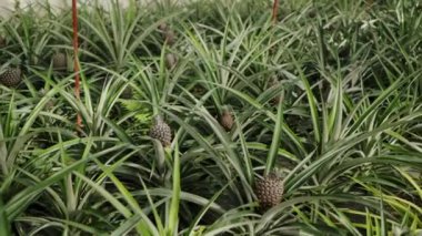 Portekiz kırsal kesiminde canlı yeşil yapraklar arasında genç bir ananas meyvesi ortaya çıkar ve doğal büyüme ve tarımsal altyapıyı gözler önüne serer. Ananas Yeşiller Arasında Büyüyor Çiftlikte Yapraklar