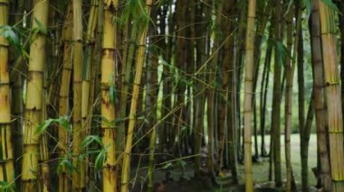 Yoğun bir bambu ormanına yakın durgun ve doğal bir çevrede uzun sapları ve yeşil yaprakları olan bir yer. Portekiz 'deki Yoğun Bambu Ormanı Doğal Güzellik ve Huzuru Vurguluyor