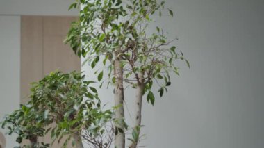 Beautiful small tree in a white pot in a light room with white walls. Small tree. Home Decor. Minimalist interior with small tree.