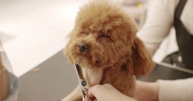 Profesyonel evcil hayvan tımarcısı makasıyla sevimli köpek tıraşı yapıyor. Kadın kuaförde kuaförlük yapıyor. Bakım salonu. Komik köpek sakince kuaförde ya da veteriner kliniğinde oturdu..