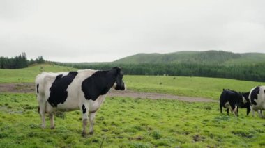İnekler yemyeşil bir çayırda otluyorlar manzaralı bir dağ ve orman zeminiyle. Huzurlu kırsal alan. Çiftlikteki sığır sürüsünün otlağı kırsaldaki yeşil çimlerde